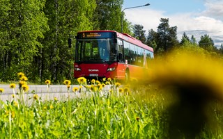 Bild på en röd LLT buss. I förgrunden syns en grön gräsmatta och gula maskrosor. 